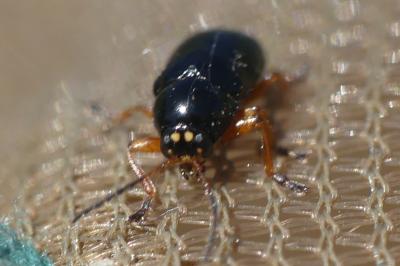 Cryptocephalus ocellatus