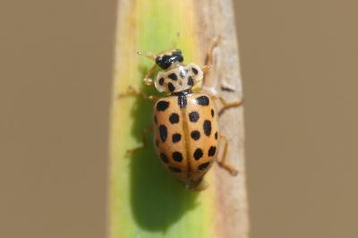 Anisosticta novemdecimpunctata