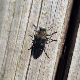 Chrysobothris affinis