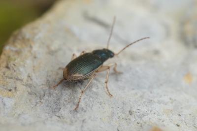 Chlaenius vestitus