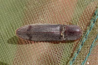 Stenagostus rhombeus