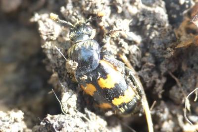Nicrophorus vespillo