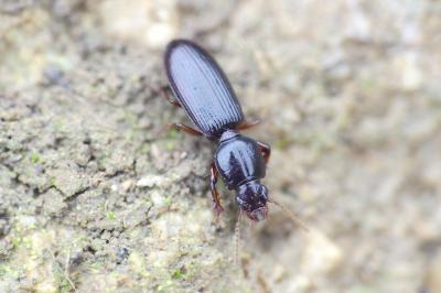 Clivina fossor