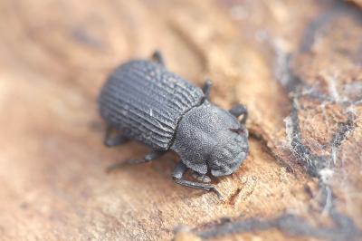 Bolitophagus reticulatus