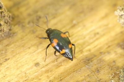 Scaphidium quadrimaculatum
