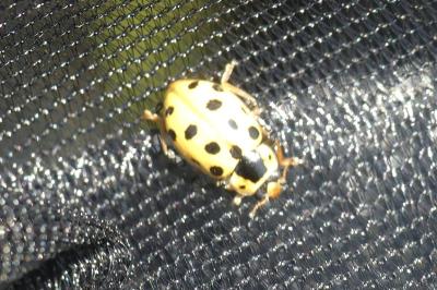 Hippodamia tredecimpunctata