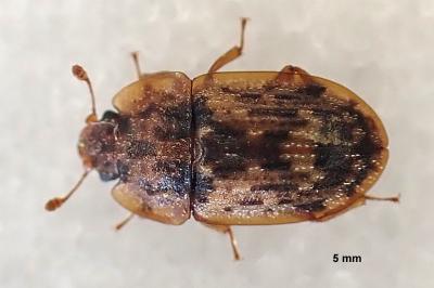 Soronia grisea
