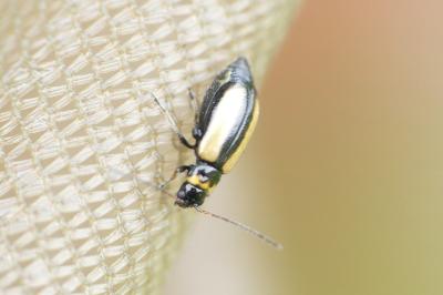 Calomicrus circumfusus