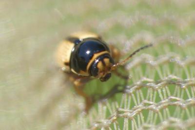 Cryptocephalus pygmaeus