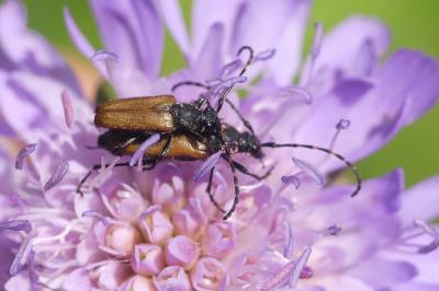 Stictoleptura maculicornis
