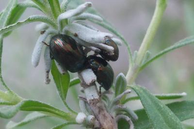 Chrysolina americana
