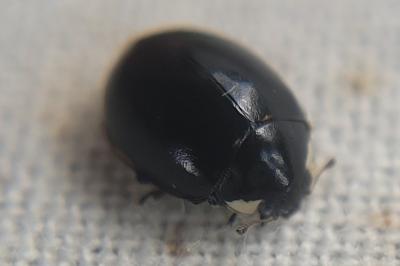 Coccinella hieroglyphica