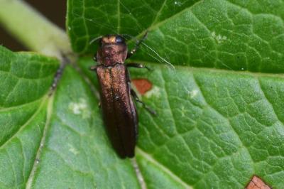 Agrilus ribesi