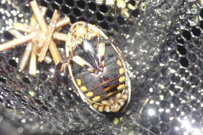 Acilius sulcatus