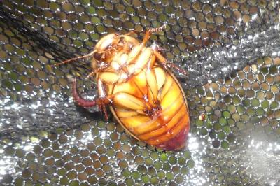 Dytiscus dimidiatus