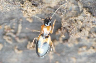 Badister bullatus