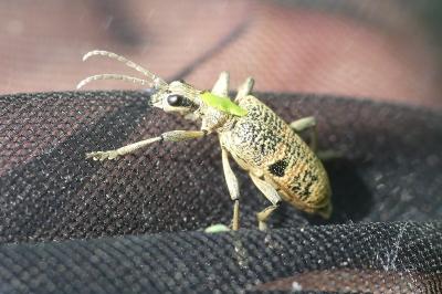 Rhagium mordax