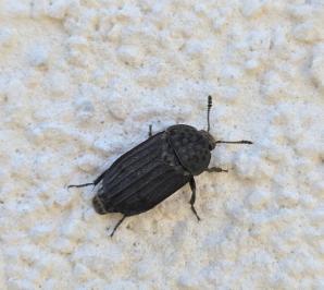 Thanatophilus sinuatus