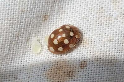 <i>Calvia quatuordecimguttata</i>