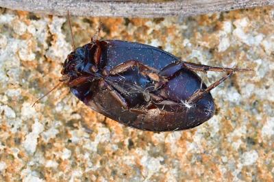 Agabus bipustulatus