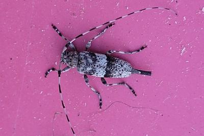Acanthocinus griseus