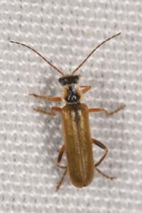 <i>Cantharis decipiens</i>