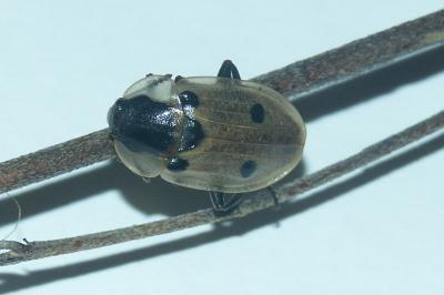 <i>Dendroxena quadrimaculata</i>