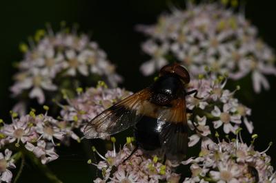 Volucella pellucens