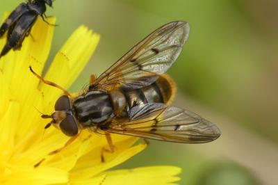 Ferdinandea cuprea