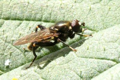 Chalcosyrphus nemorum