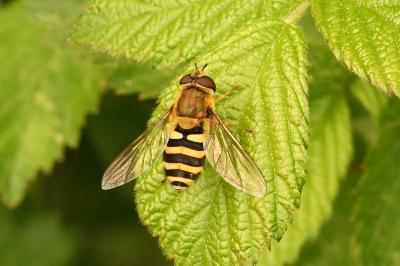 Syrphus ribesii