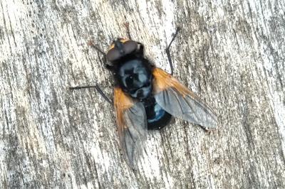 Mesembrina meridiana