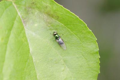 Microchrysa polita