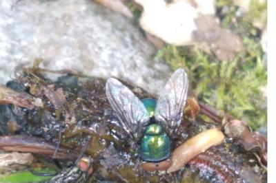 Lucilia sericata