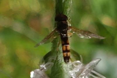 Platycheirus angustatus