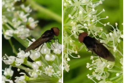 Chrysogaster solstitialis