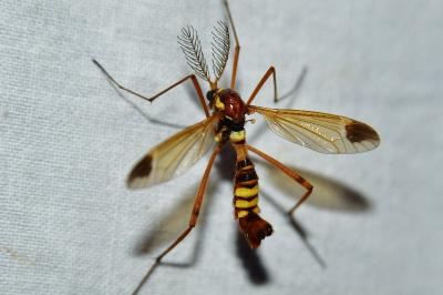 Ctenophora ornata
