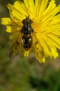 Ferdinandea cuprea