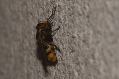 Volucella inanis