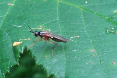 Imantimyia albiseta