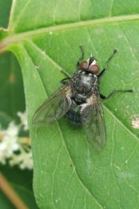 Calliphorinae