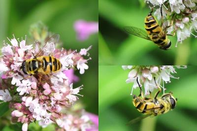 Myathropa florea