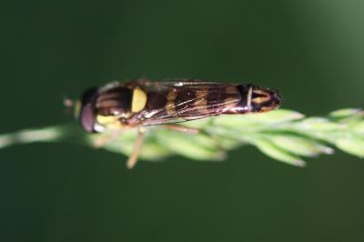 Sphaerophoria scripta