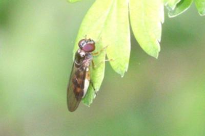 Melanostoma scalare
