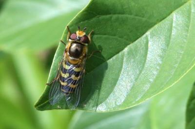 Scaeva selenitica