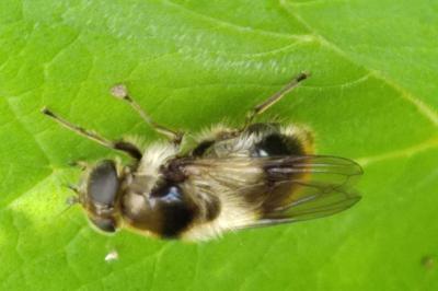 Cheilosia illustrata