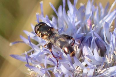 Syritta pipiens