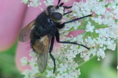 Nowickia ferox