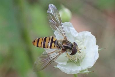 Episyrphus balteatus