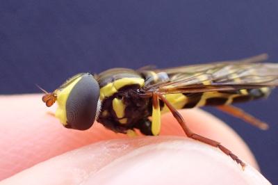 Philhelius pedissequus